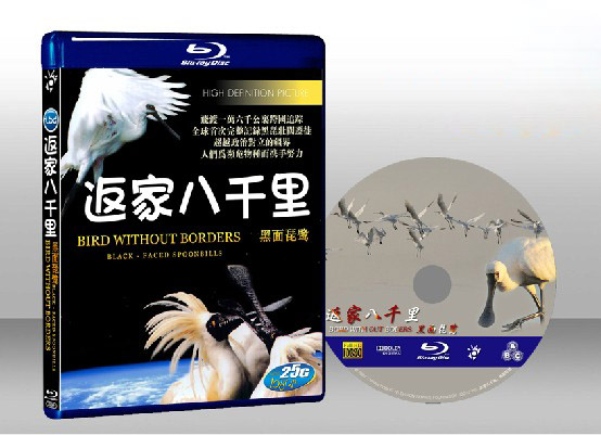 返家八千里黑面琵鷺 Bird without borders black-faced spoonbills 迪恩