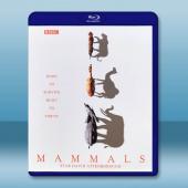 BBC 哺乳動物星球 Mammals(2024)藍光25G 2碟L		 