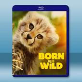 生而狂野 Born To Be Wild(2025)藍光...
